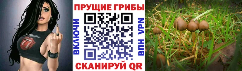 Галлюциногенные грибы GOLDEN TEACHER  где найти наркотики  Обоянь 
